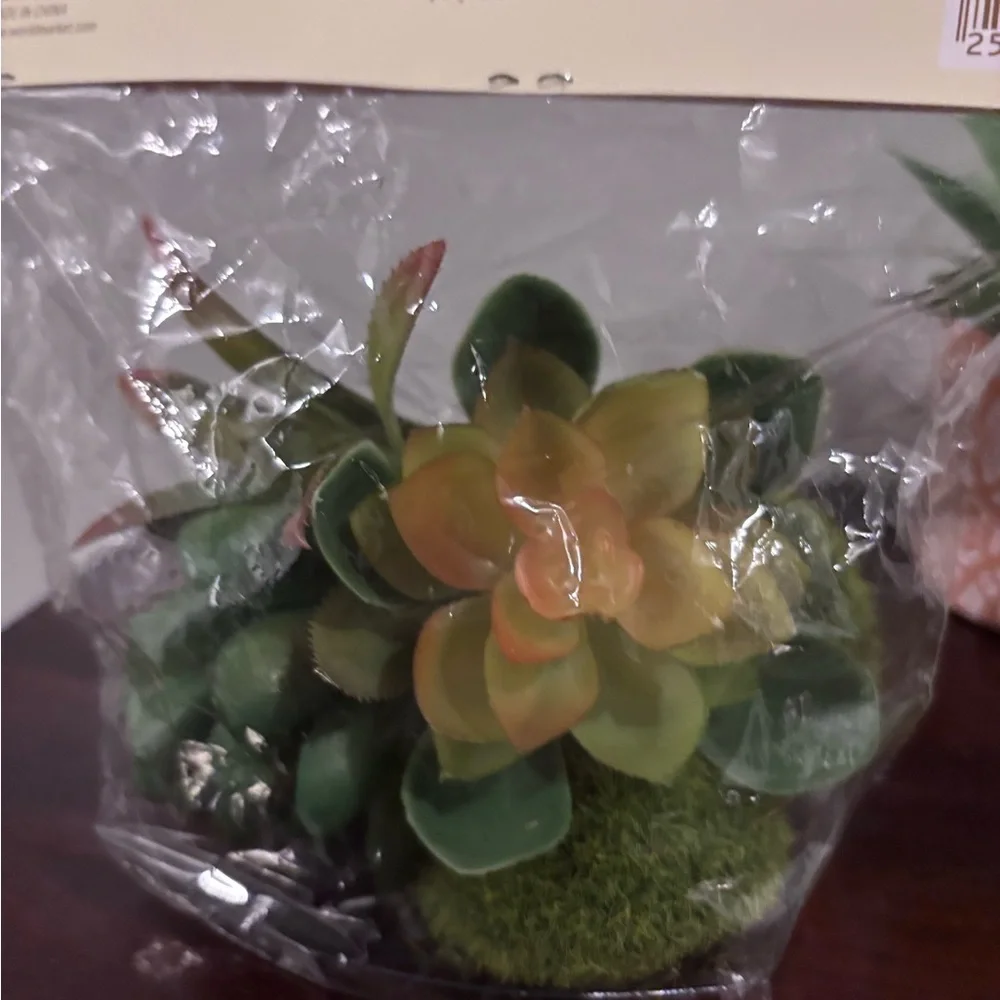 NWT in bag. Cost Plus World Market Faux Succulents/moss. And Small plant.